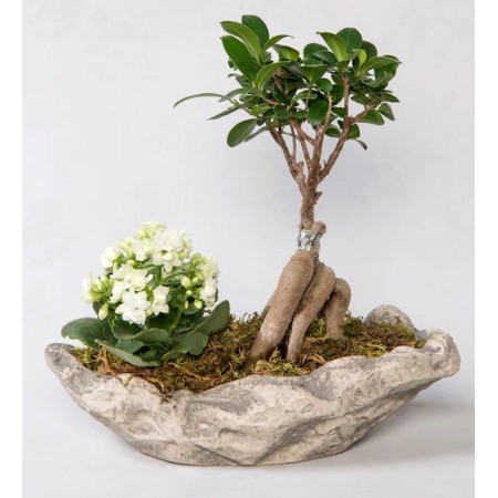 Dekoratif Saksıda Ficus Gingsey Bonsai ve Kalanchoe